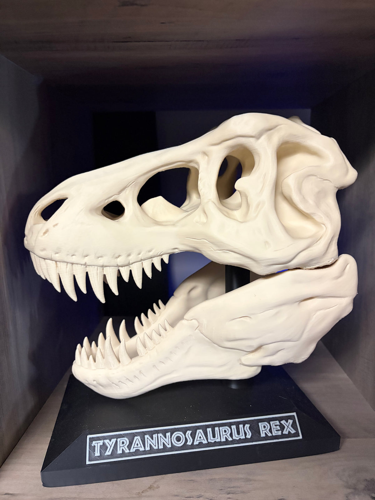 Tyrannosaurus Rex Skull Display | T-Rex Dinosaur Fossil Replica with Stand